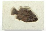Detailed Fossil Fish (Cockerellites) - Wyoming #356744-1